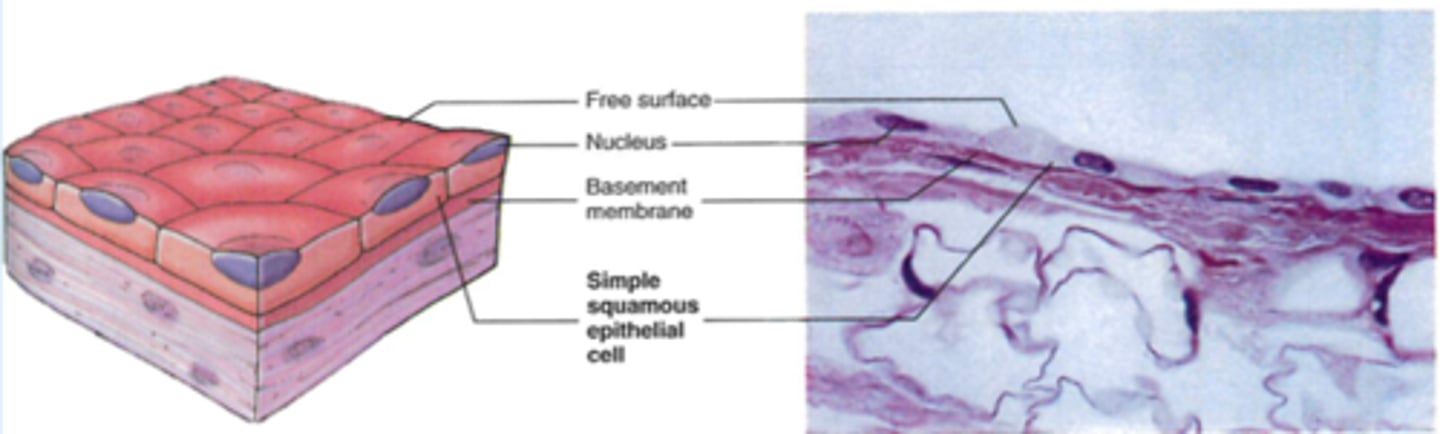 <p>-Location: Blood vessel lining, heart, serous membranes, alveoli</p><p>-Structure: Single layer of thin, flat cells</p><p>-Function: Diffusion, filtration, and friction protection</p>