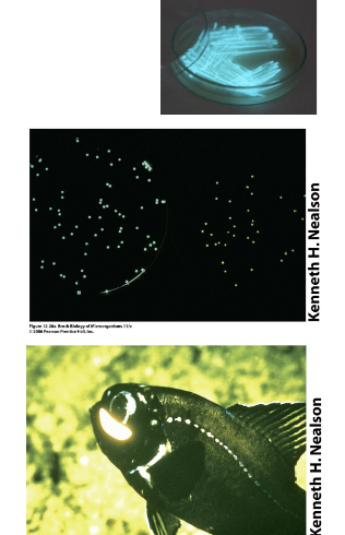 <p><strong>Quorum sensing using HSL (homoserine lactones) to communicate with neighboring cells. </strong></p>
