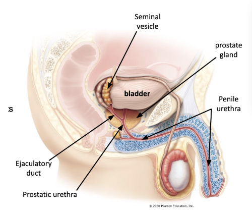 <ul><li><p><span style="background-color: transparent;"><span>carries urine and semen to exit the penis</span></span></p></li><li><p><span style="background-color: transparent;"><span>has specific regions</span></span></p><ul><li><p><span style="background-color: transparent;"><u><span>prostatic urethra</span></u><span> - through prostate, joined by ejaculatory ducts</span></span></p></li><li><p><span style="background-color: transparent;"><u><span>penile (spongy) urethra</span></u><span> - through penis</span></span></p></li></ul></li></ul><p></p>