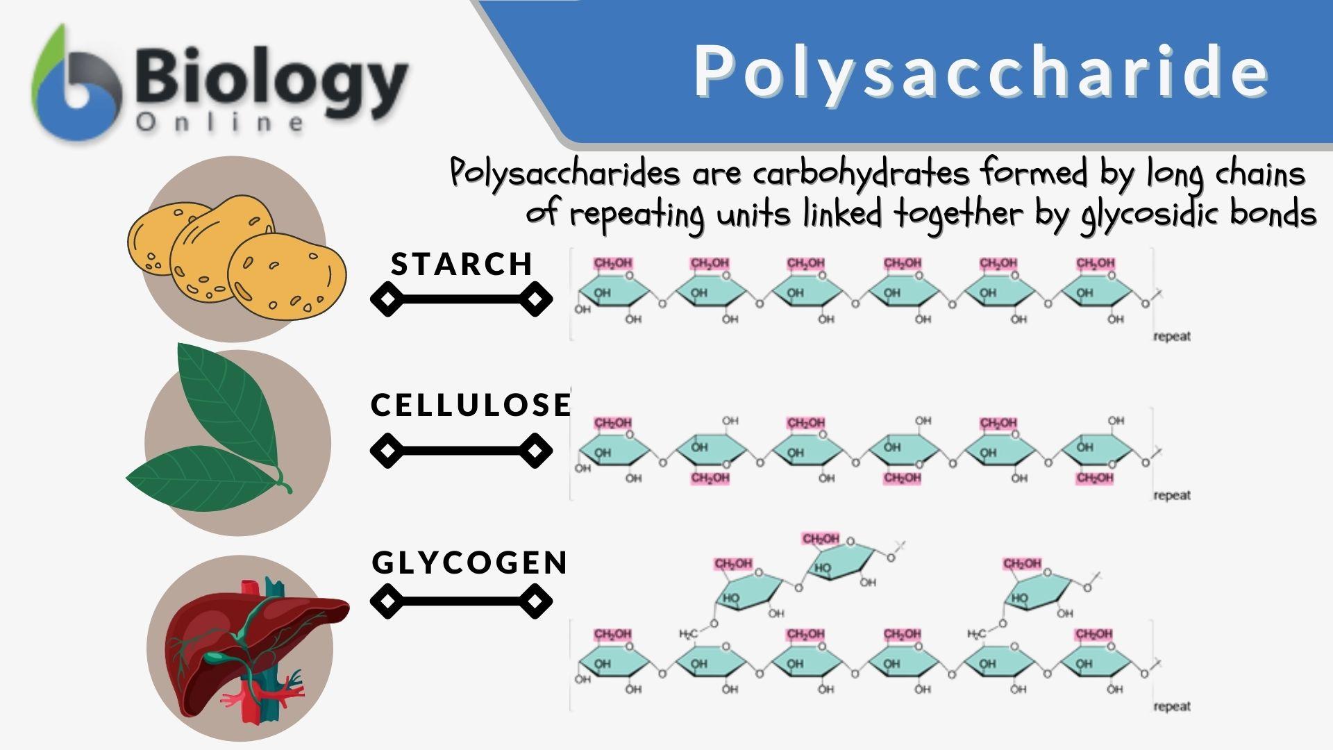 <p>Polysaccharides. Feeds such as grains and hay are rich in starch, cellulose, and hemicellulose (all polysaccharides)</p>