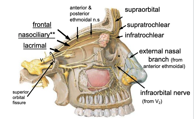 <p>nasociliary n.</p>