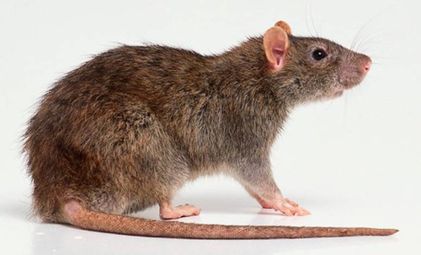 <p>rats, hamsters, beavers</p>