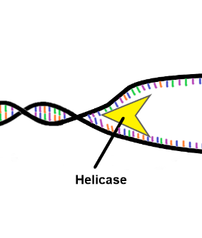 <p>breaks hydrogen bonds holding nucleotides together and separates two parent strands (creates a replication fork)</p>