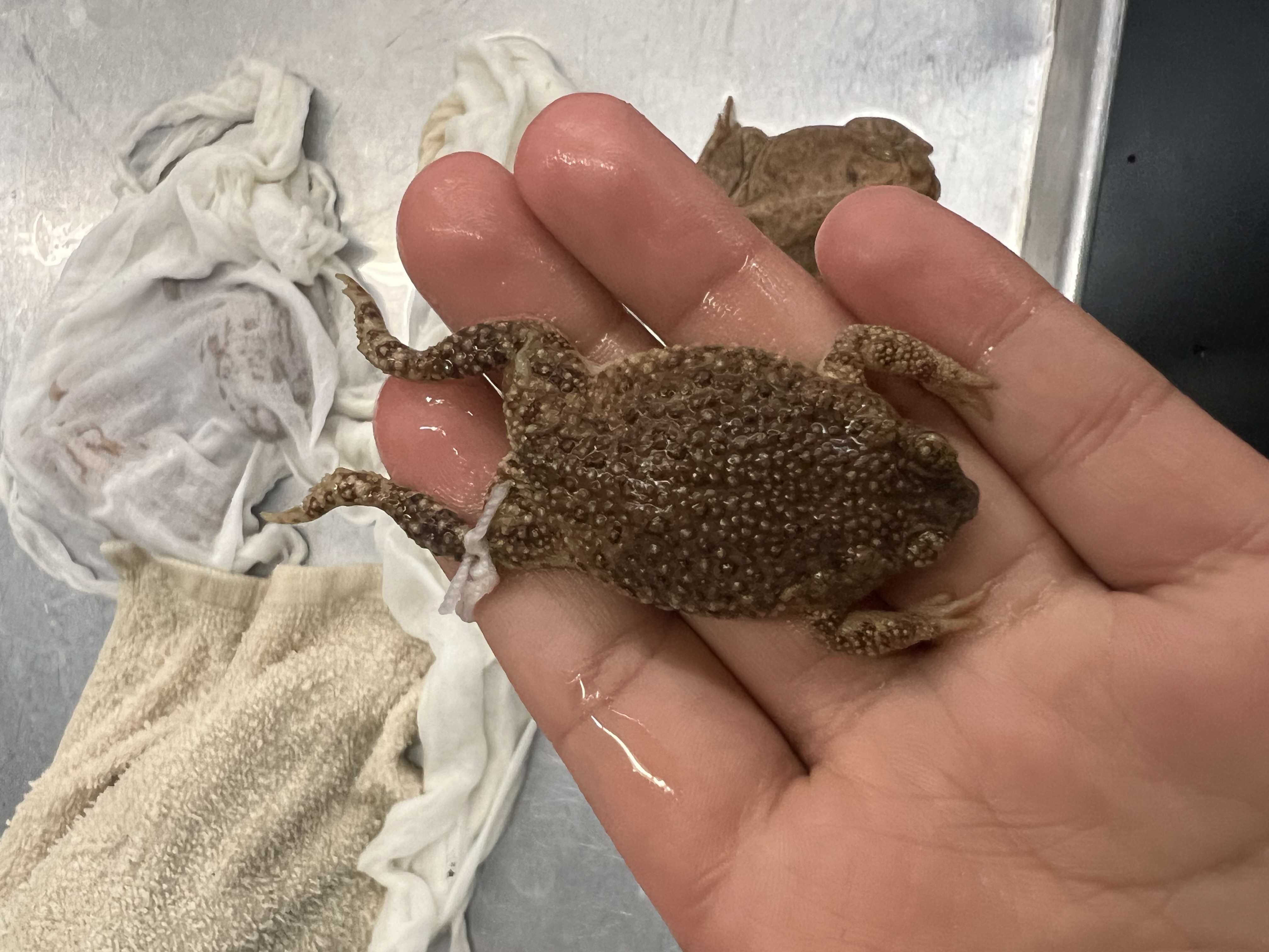 <p>What’s the <strong>common</strong> name?</p>