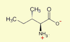 <p>Isoleucine</p>