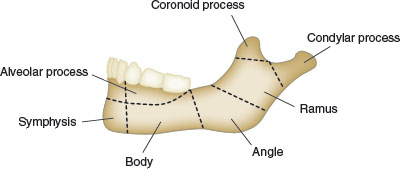 <ol><li><p>Ramus - vertical portion, posterior to the third molar</p></li><li><p>Body - horizontal u-shaped portion from ramus to ramus </p></li><li><p>alveolar process - encases and supports the teeth </p></li></ol><p></p>