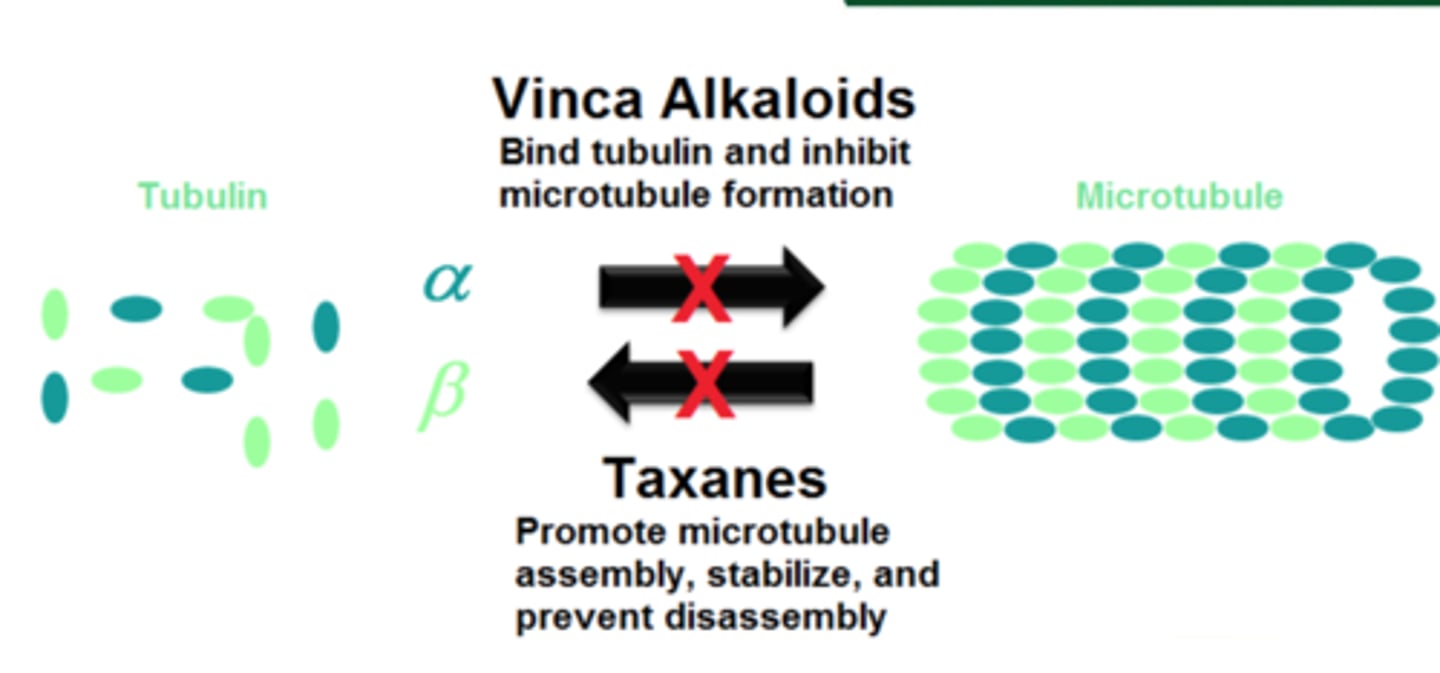 <p>microtubule stablizers</p><p>- bind to the cap on the plus end of the microtubule and prevent GTP to GDP conversion, INHIBITING the shrinkage of the microtubule</p><p>- NO SHRINK</p>