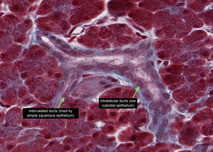 Pancreas - Intercalated duct (Trichrome stain)
