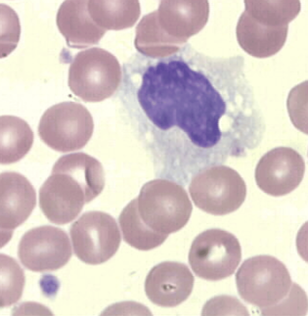 <p>&gt; leave blood to enter tissues as Macrophage</p><p>&gt; are large phagocytic cells</p><p>&gt; engulf and digest dead or dying cells and debris</p><p>&gt; "garbage collectors"</p><p>&gt; account for 2% to 9% for WBC differential</p>