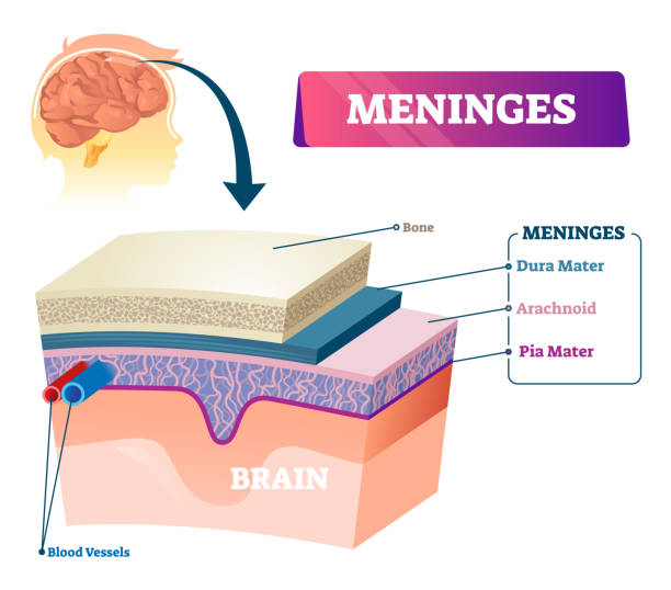 <ul><li><p><strong>Dura mater</strong></p><ul><li><p>Double-layered external covering</p><ul><li><p><strong>Periosteum</strong> – attached to the surface of the skull</p></li><li><p><strong>Meningeal layer</strong> – outer covering of the brain</p></li></ul></li><li><p>Folds inward in several areas</p></li></ul></li><li><p><strong>Arachnoid mater</strong></p></li><li><p><strong>Pia mater</strong></p></li></ul><p></p>