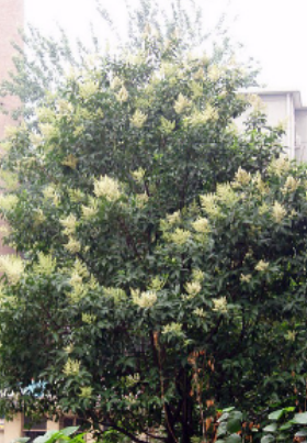 <p><em>Ligustrum lucidum</em></p>