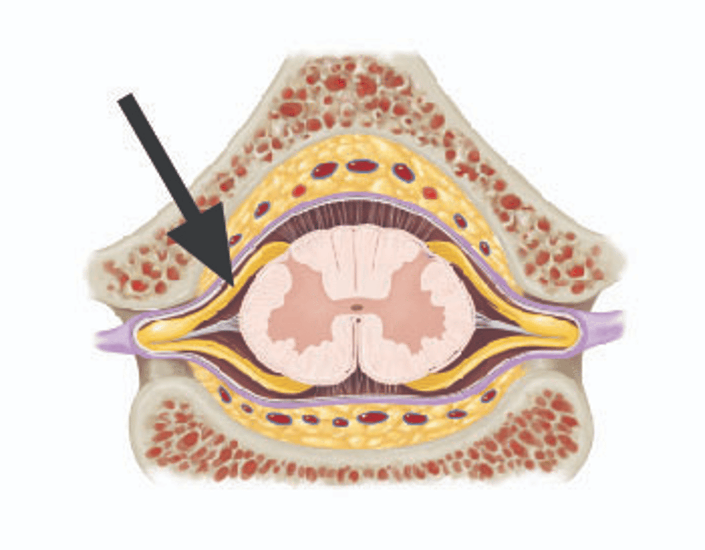 <p>Identify structure.</p>