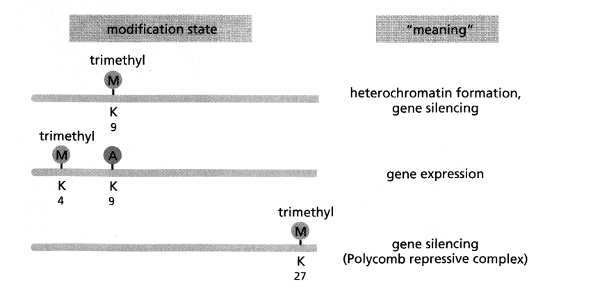 <p>Histone H3</p><ol><li><p><strong>acteylation</strong> on lysine (H3K9)</p></li><li><p>brings chromatin remodelling enzymes&nbsp;</p></li><li><p>open the chromatin strucutre</p></li><li><p>enable access of the transcription machinery</p></li></ol><p>→ <strong>ACTIVATED</strong></p><p></p>