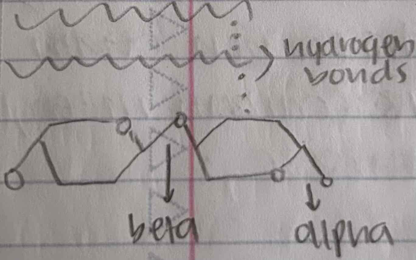 <p>the most abundant organic compound which is a major component of the tough walls that enclose plant cells</p><ul><li><p>polymer of glucose, but its monomers are linked together in a different oriantation</p></li><li><p>when arranged parallel to each other, they are joined by hydrogen bonds (forming cable-like microfibrils that combine with other molecules)</p><p>*animals cannot hydrolyze cellulose as it is insoluble but it does not act as a nutrient but contributes to digestive health as a fiber</p><ul><li><p>cows and termites has microorganisms that can hydrolyze cellulose and fungi can hydrolyze cellulose as well</p></li></ul></li></ul>