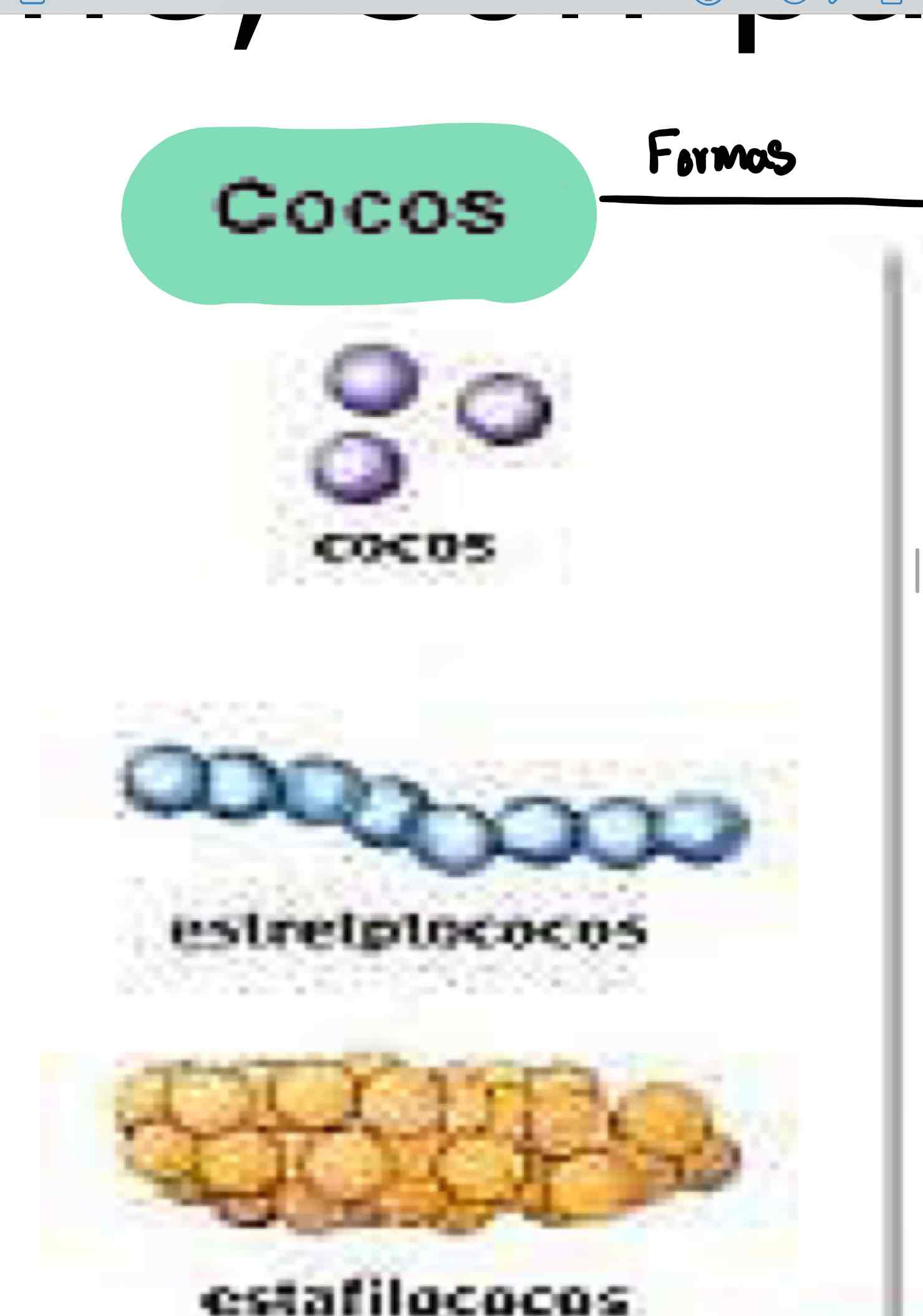 <p>Clasificaciones de Cocos</p>
