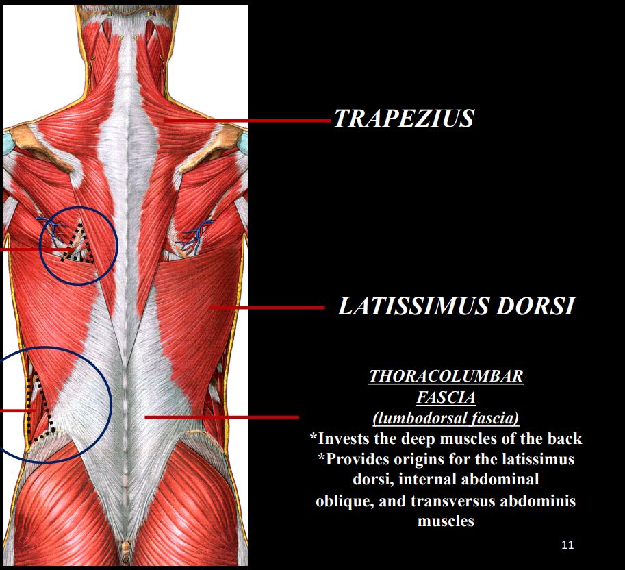 <p> O-ligamentum nuchae, superior nuchal line, spinous processes of C7- T12 • </p><p>I-lateral 1/3 of the clavicle, acromion, crest of the scapula </p><p>N-accessory spinal (CN XI) </p><p> F-elevates the shoulder, pulls the scap</p>