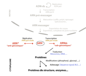 <ul><li><p>Non</p></li><li><p>l’ARN ne peut pas être reconnu par les ribosomes</p></li><li><p>Il faut d’abord produire un ARN + grâce à une ARN polymérase virale</p></li></ul><p></p>