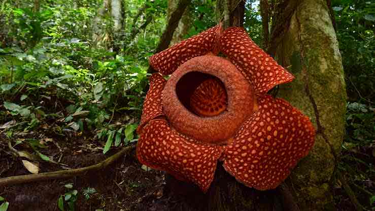 <p>They get their nutrion from another organism known as a host</p>