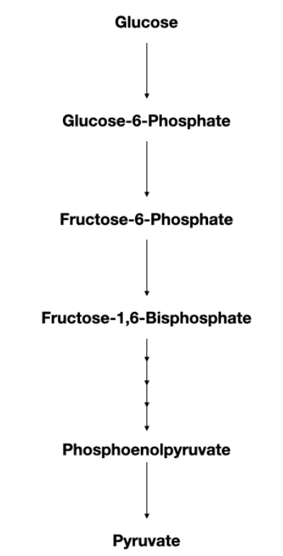 <p>In glycolysis, what enzyme make Glucose → Glucose-6-Phosphate and what is the different ?</p>