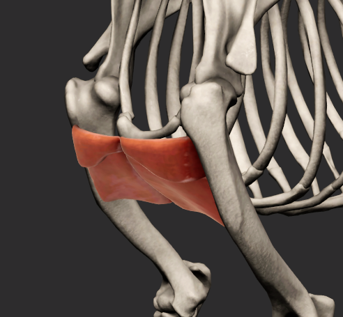 <p>dělí se na dvě části a) m. pectoralis descendens b) m. pectoralis transversus </p><p><strong>m. pectoralis descendens</strong></p><p>odstup: manumbrium sterni, corpus sterni </p><p>úpon: crista tuberculi majoris humeri </p><p><strong>m. pectoralis transversus</strong></p><p>odstup: corpus sterni </p><p>úpon: fascia antebrachii</p><p>fce: poutá hrudní končetinu k trupu</p><p></p><p>Fe: m. pectoralis descendes se upíná částečne i na mediální plochu claviculy</p>