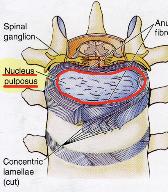 <p>What is the function of nucleus pulposus?</p>