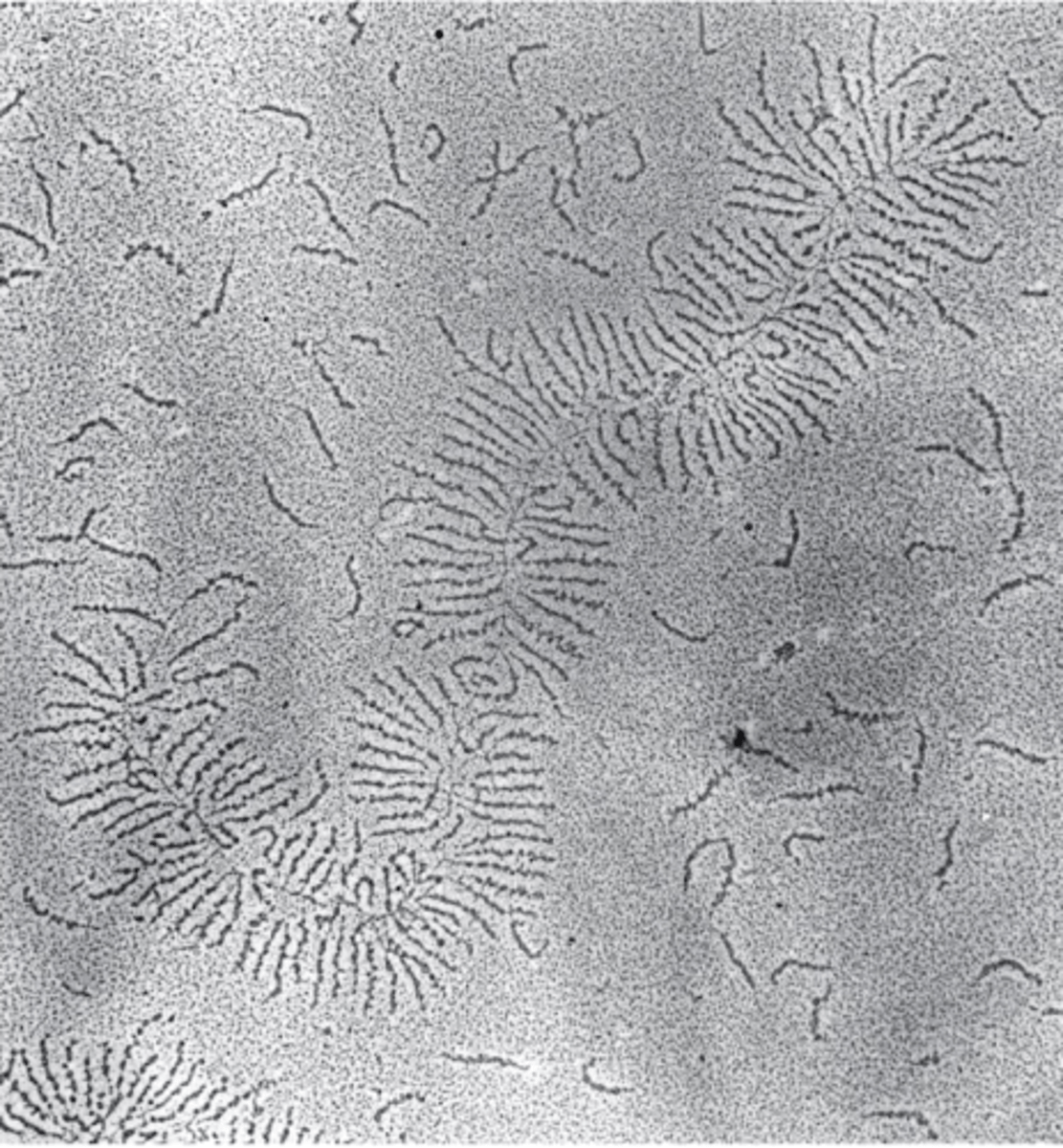 <p>proteoglycans with GAGs can form large aggregates</p><p>GAGs tend to adopt highly extended conformations, which occupy a large volume</p><p>they can therefore act as "space fillers" that provide cushioning to the ECM</p>