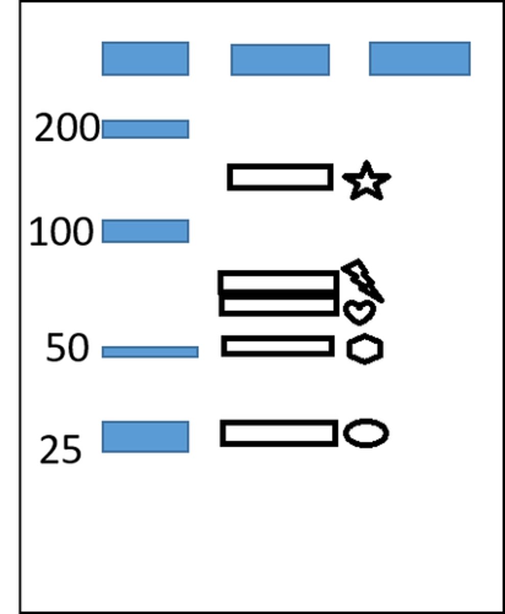<p>Fragment C aligns at star</p><p>Fragment B aligns at lightning bolt</p><p>Fragment C aligns at heart</p><p>Fragment A aligns at hexagon</p><p>Fragment A aligns at oval</p>