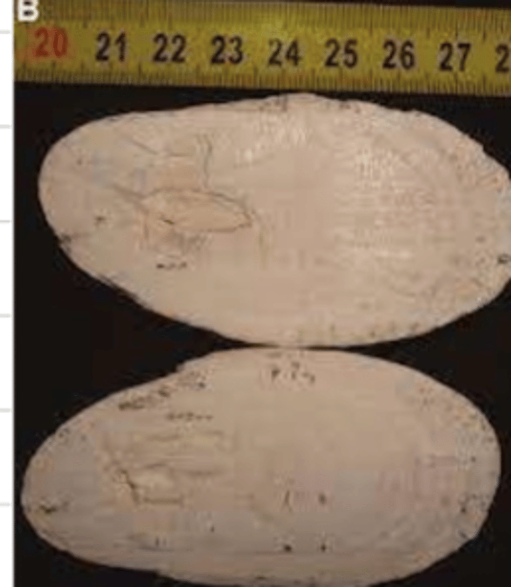 <p>what is this?</p>