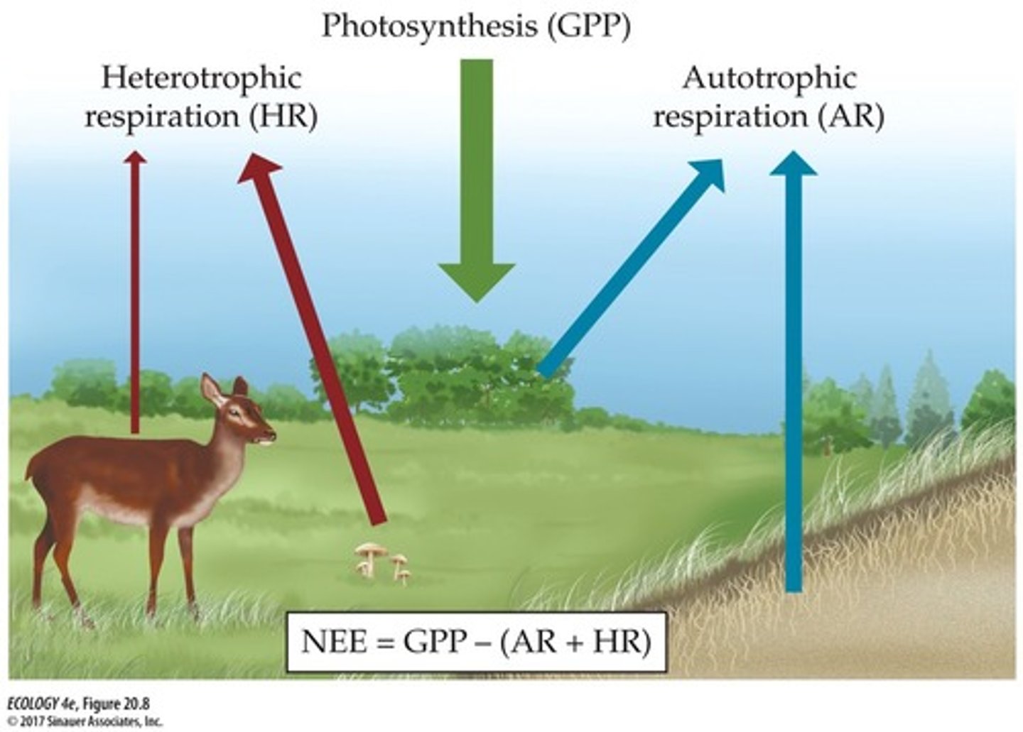 <p>net ecosystem exchange: net carbon gain or loss by entire ecosystem</p><p>NEE = NPP - Rh</p><p>NEE = GPP - (Rh + Ra)</p>