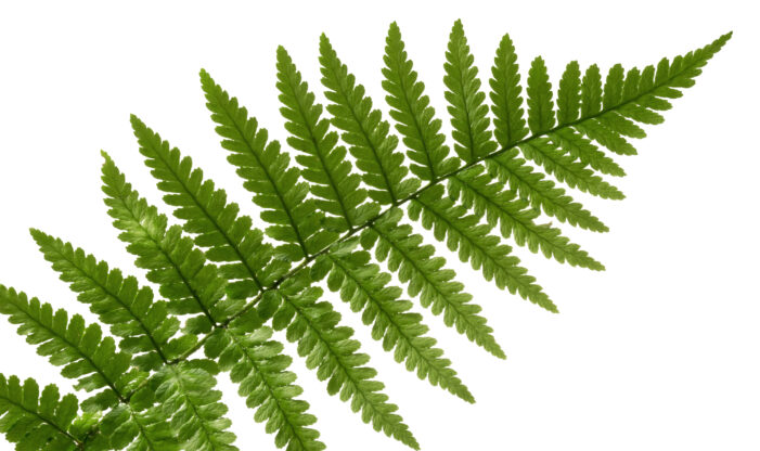 <p>Vascular plants with large leaves and spore reproduction.</p><ul><li><p>Megaphylls (large leaves with branched veins)</p></li><li><p>Sporophylls (leaves that bear sporangia)</p></li><li><p>Sori (small dots on fern leaves)</p></li><li><p>Sporangia (produces spores)</p></li><li><p>Stomata (leaf pores)</p></li></ul><p></p>