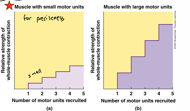 <p>for muscles involved in<strong> fine, delicate </strong>movements:</p><ul><li><p>very few (10-100) muscle fibers per motor unit </p></li><li><p>recruitment of each additional motor unit results only in a <strong>small </strong>incr in muscle’s strength of contraction</p></li><li><p>small motor units allow for a very fine degree of control over muscle tension</p></li></ul><p>for muscles involved in <strong>powerful, coarsely </strong>controlled movements:</p><ul><li><p>a single motor unit has many (1,000-2,500) muscle fibers</p></li><li><p>recruitment of each additional motor unit results in a <strong>large </strong>incr in muscle’s strength of contraction</p></li><li><p>large motor units <strong>don’t </strong>allow for the same degree of fine control over muscle tension as w/small motor units </p></li></ul><p></p>