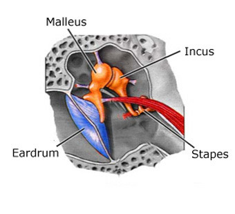 malleus (hammer; attached to eardrum)
incus (anvil)
stapes (stirrup; attached to oval window)