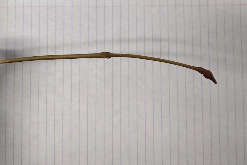<p>naked long, round thin buds, lance like terminal bud, naked; opposite leaf scars</p>