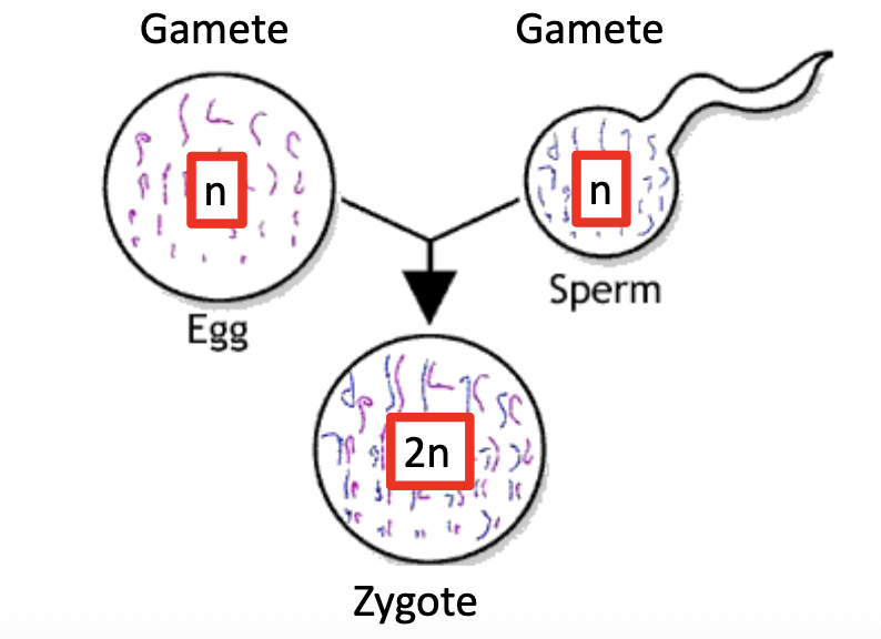 <ul><li><p>return to diploidy </p></li><li><p>random:</p><ul><li><p>ratio btw sperm and eggs can be >500,000,000:1</p></li><li><p>this results in what is effectively a random fertilization by one of those 500,000,000 totally unique sperm </p></li></ul></li></ul><p></p>