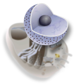 <p>surrounded by a nuclear envelope that has two layers of membrane</p><p>pierced with nuclear pores</p>