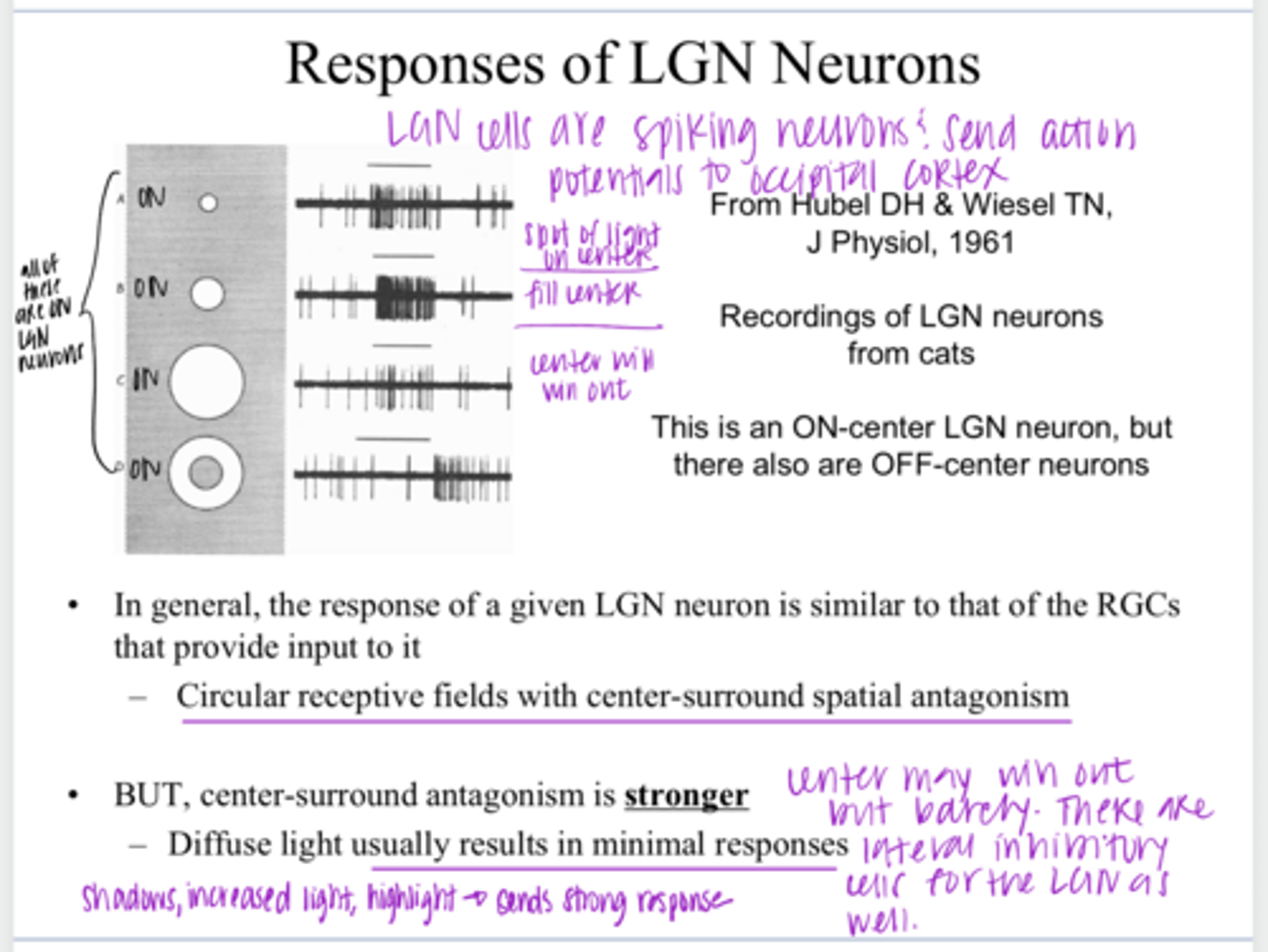 <p>Do LGN neurons have center-surround spatial antagonism?</p>