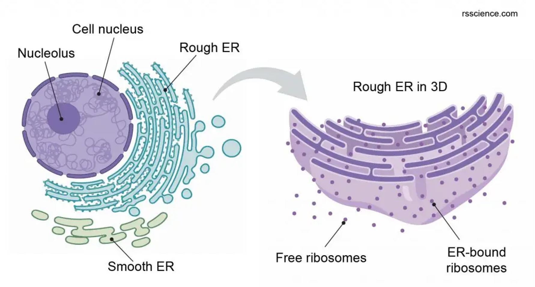 <p><span>•Free ribosomes (cytoplasm) synthesise proteins mostly for use within the cell.</span></p><p><span>•Bound ribosomes (RER) synthesise proteins for export (secretion) from the cell or for use in the lysosomes.</span></p>