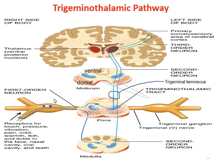 <ul><li><p>Facial information - touch, pain, pressure, tickle ect.</p></li><li><p>The first order neurons enter the principal nucleus in the pons. </p></li><li><p>Large diametre fibres (Aβ) for touch, pressure and vibration synapse here on second order neurons </p><ul><li><p>The second order neurons decussate, then join the dorsal trigeminothalamic tract to the VPM nucleus in the thalamus where they synapse on third order neurons that run to the somatosensory cortex</p></li></ul></li><li><p>Fine unmyelinated fibres for pain and temperature don’t synapse on the principal nucleus but turn caudally down the spinal nucleus of CNV. </p><ul><li><p>These first order neurons synapse on second order neurons that decussate and run via the ventral trigeminothalamic tract to the VPM nucleus in the thalamus and synapse on third order neurons that run to the somatosensory cortex </p></li><li><p>The ventral and dorsal trigeminothalamic tracts together form the trigeminal lemniscus. </p></li><li><p>Fibres for proprioception don’t synapse on the principal nucleus but turn rostrally up to the mesencephalic nucleus (ganglion for nerve cell bodies) and then synapse on the motor nucleus of CNV – chewing reflex</p></li></ul></li></ul><p></p>