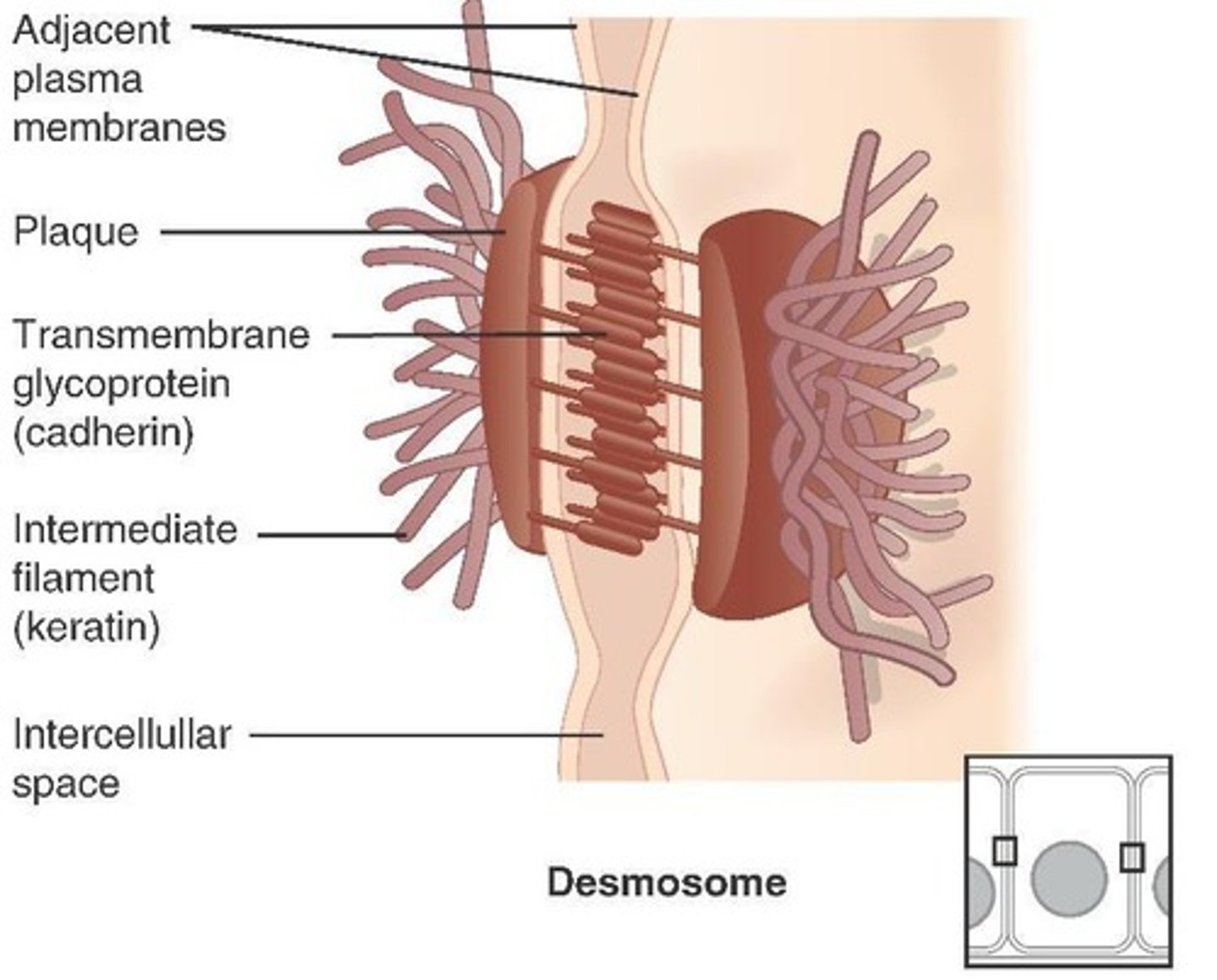 <p>Fasten cells to one another; common in stretched areas such as heart, uterus, outer skin.</p>