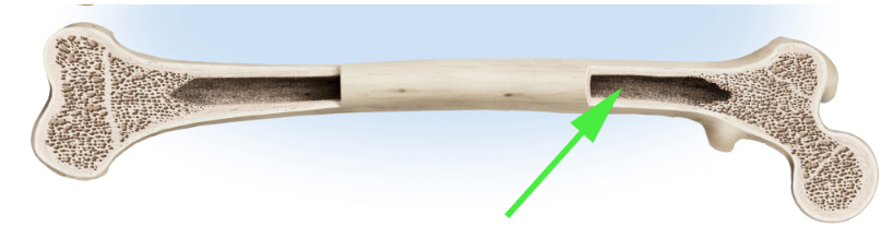 <p><strong>What is the cavity marked by the green arrow inside the long bone?</strong></p>