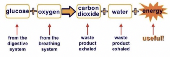 <p>the process that the body uses to release energy from digested food (glucose)</p>