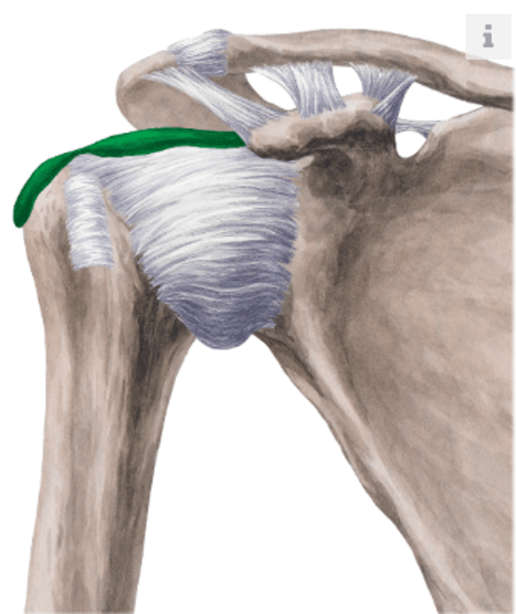 <p>a fluid-filled sac of synovial fluid to act as a cushion</p>