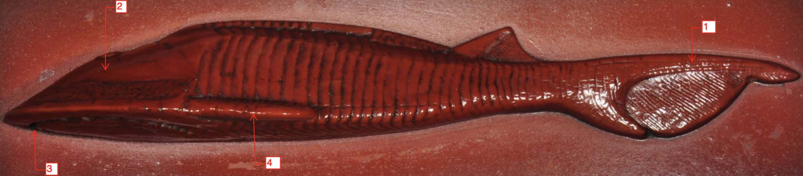 <p>x</p><p>phylum</p><p>subphylum</p><p>class</p>