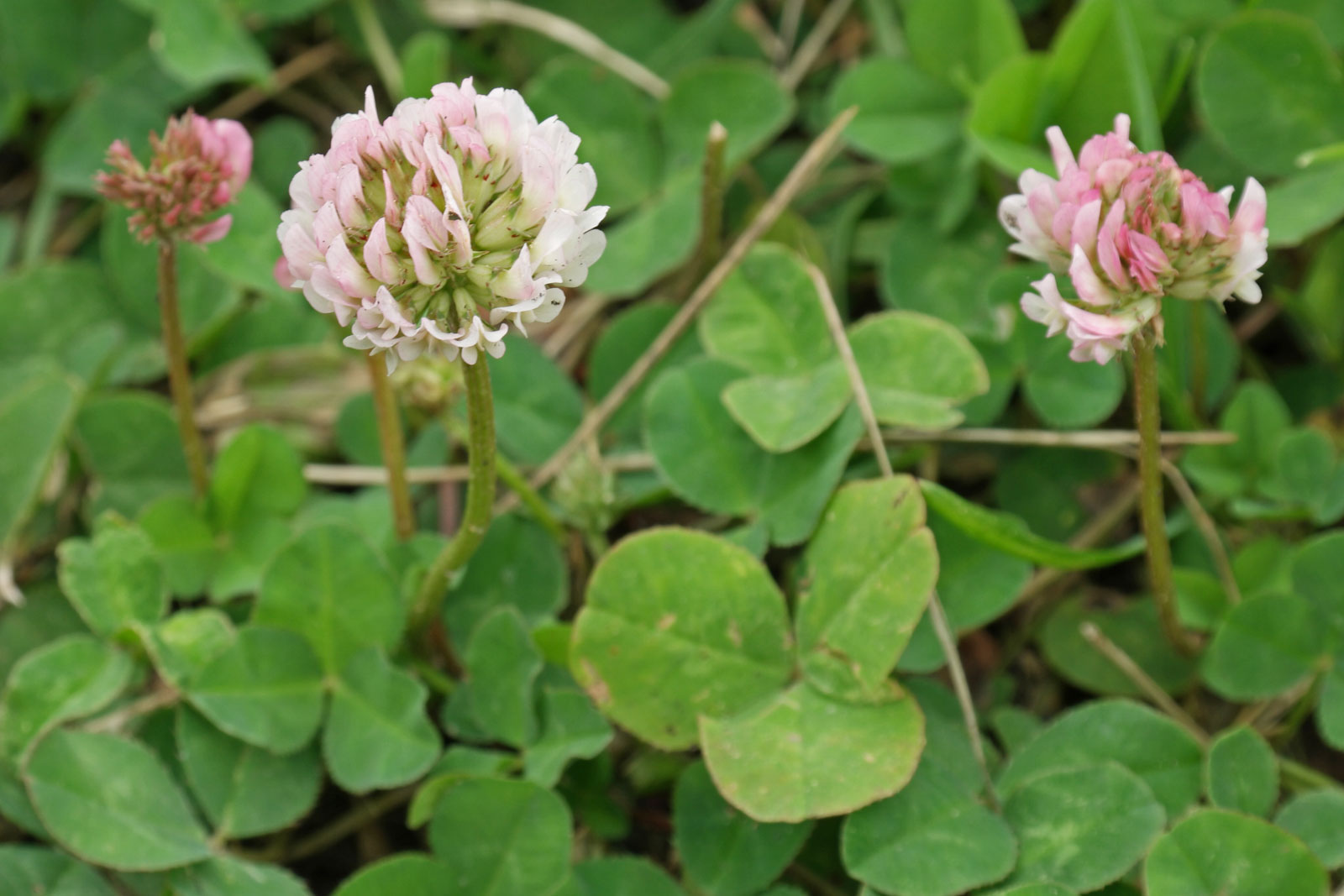<p><span>White clover</span></p>