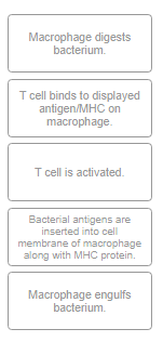 <p>Place the events leading to T cell activation in the correct order</p>