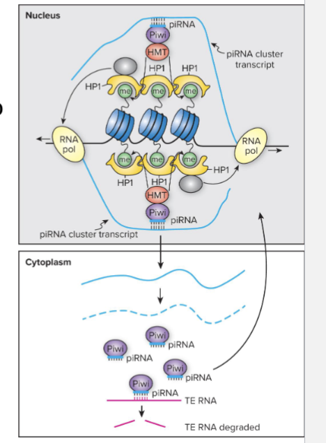 <ul><li><p>TE invading Drosophila genome hops into piRNA cluster, which contains inactive remnants of different TEs</p></li><li><p>Cluster is transcribed to make piRNA precursors</p></li><li><p>piRNAs promote destruction of TE mRNAs blocking expression of TE genes and immobilizing TEs</p></li></ul><p></p>