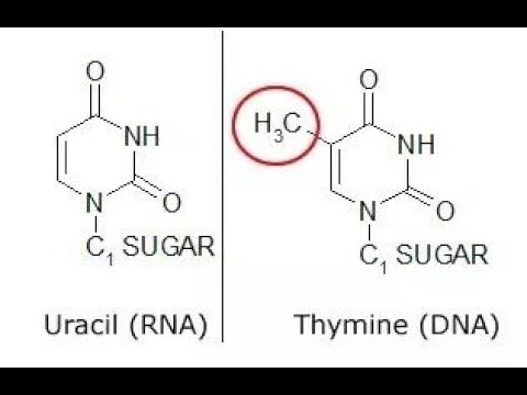 <p>Thymine has a methyl group on its 5’ C</p>