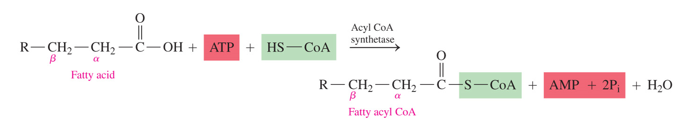 <p>- uses ATP to use the energy from the hydrolysis of it to AMP </p><p>- has HS-CoA added to FA </p>