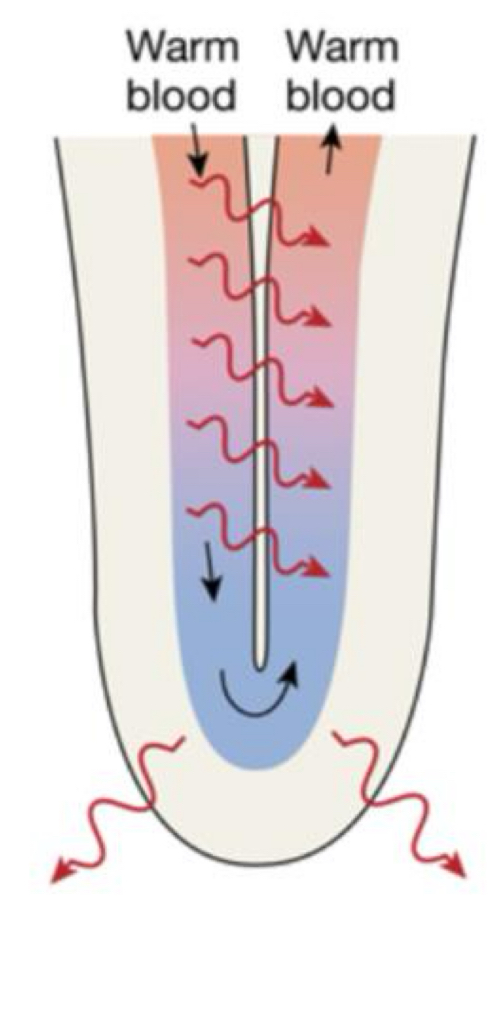 <p><span>allows warm blood entering the limb to transfer heat directly to blood flowing back into the body.</span></p>
