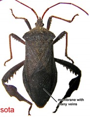 terrestrial